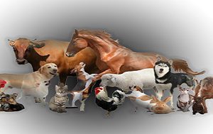 Animals Products