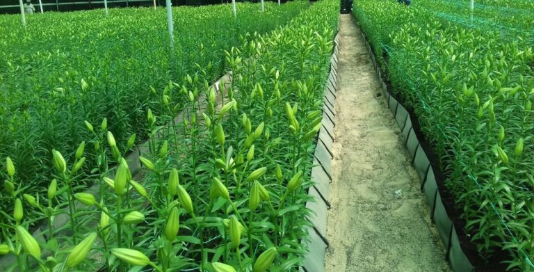 our products DGS -Agricultural products 2