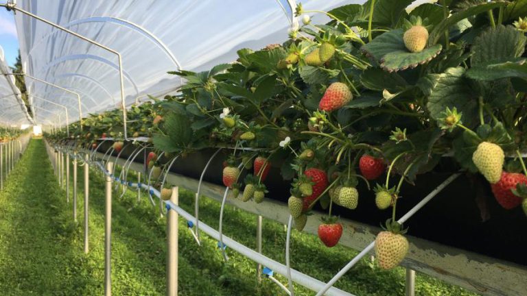 soilless strawberries