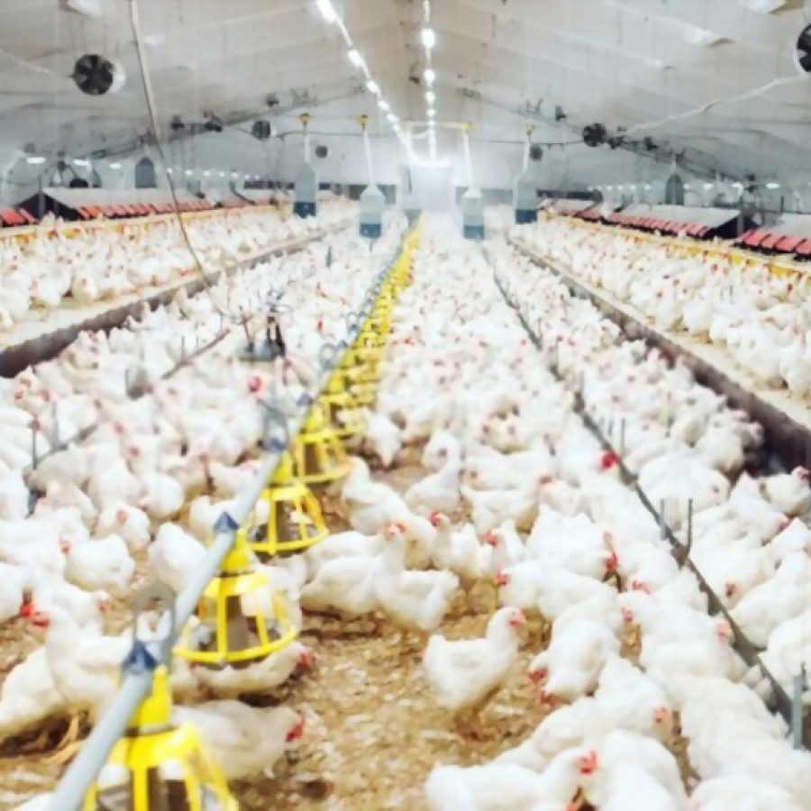 our products DGS - animals Bedding