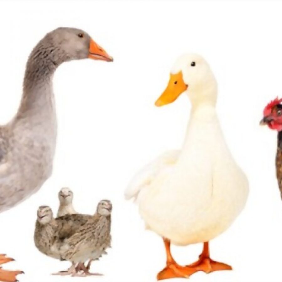 our products DGS - animals bedding 1
